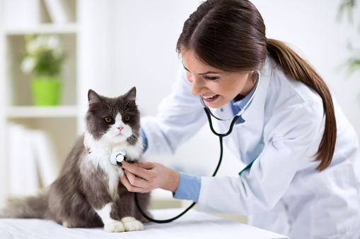 What a Cedar City Vet Clinic Learned About IT Support